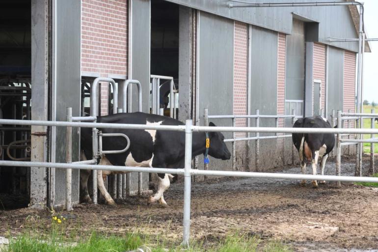 De kunst is om de koeien in beweging te houden: vrijwillig naar de wei voor een goed grasaanbod en naar de stal voor de lokbrok in de robot en het melken