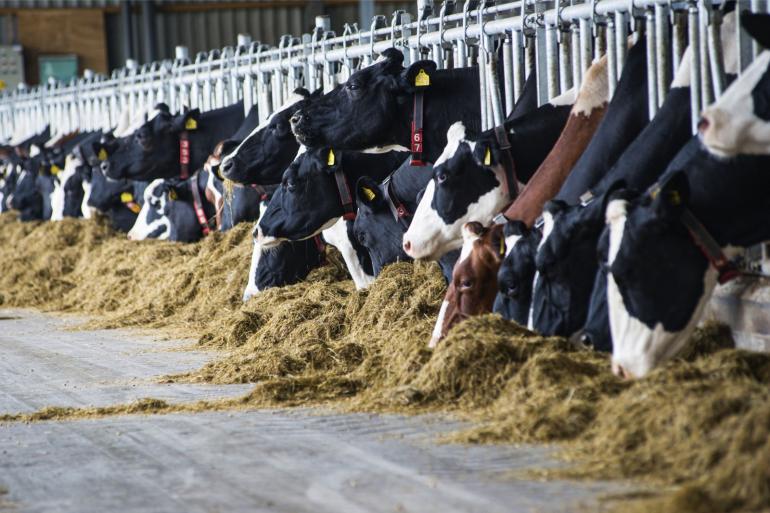 Graskuil deels vervangen door ontsloten gras resulteerde in een betere eiwitbenutting