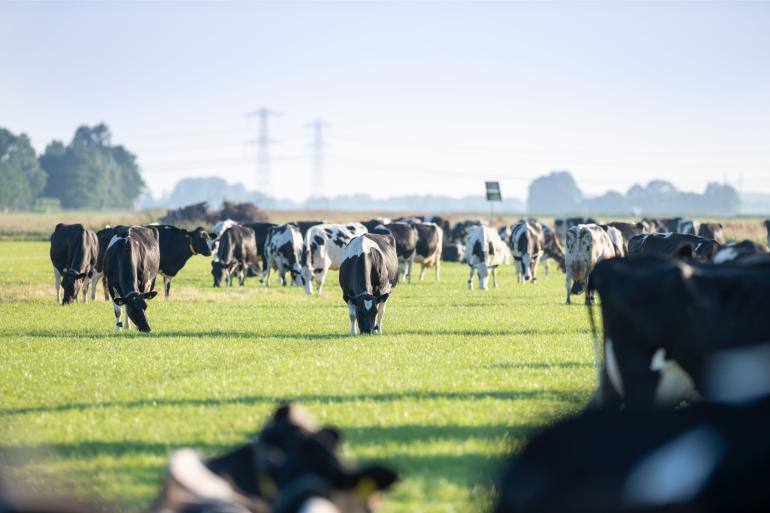 Voorwaarde voor economisch succesvol extensiveren is dat de bewerkingskosten in de hand worden gehouden, bijvoorbeeld door koeien intensief te weiden