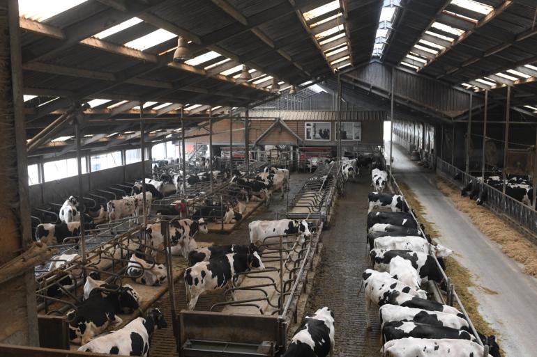In ligboxenstallen zouden koeien over minimaal 9 vierkante meter per dier moeten beschikken