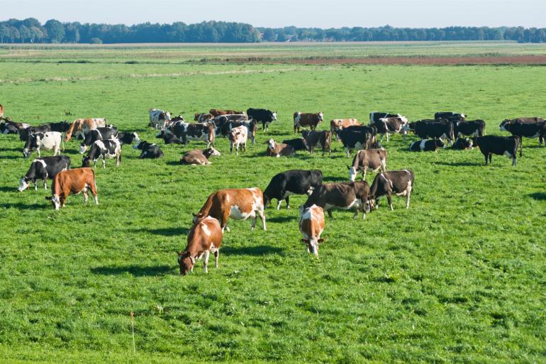 Voor veel boeren zal een norm van 1,7 gve per hectare grote gevolgen hebben