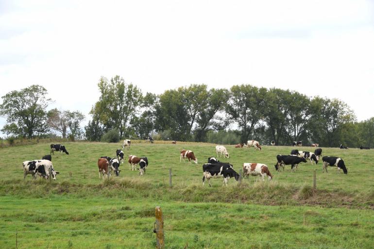 In Vlaanderen lag het aantal biologische melkkoeien in 2022 naar schatting op 3500