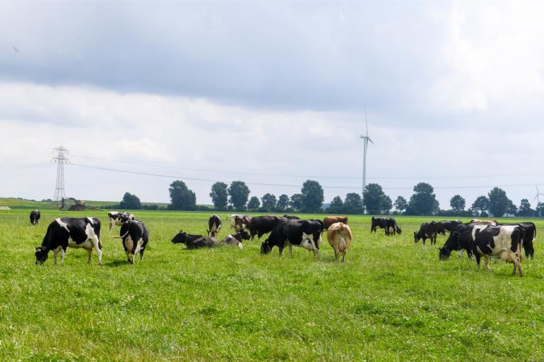 Omdat biologische koeien meer weidegang krijgen, produceren ze minder methaan uit mest, maar de lachgasemissie van mest en urine is hoger