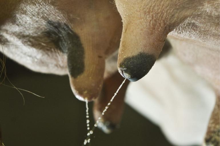 Het lekken van melk vergroot de kans op uierontsteking tijdens de droogstand