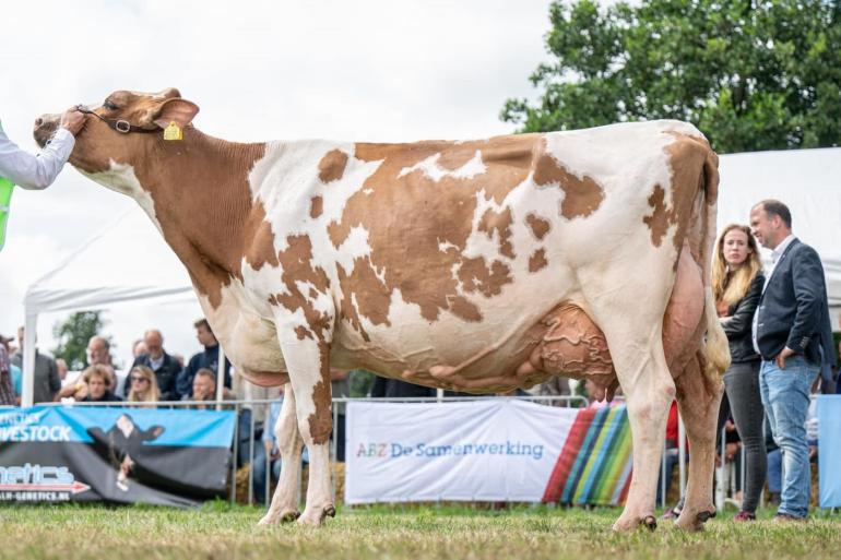 Foekje 171 werd onder andere uitgeroepen tot mooiste roodbonte koe (foto: Fleur Maartje Bakker)