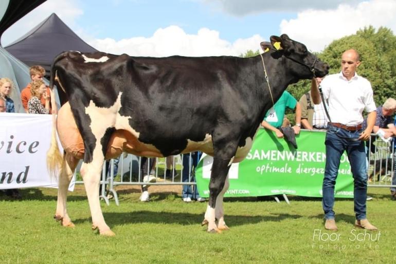 De Wijde Blik Marthe (v. Goldfarm), wint  tijdens De Bissende Koe in Ommen (Foto Floor Schut)