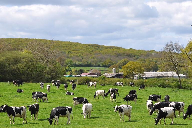  Op circa 27 procent van de Britse bedrijven met meer dan 500 koeien werd in 2022 een vorm van blokkalven toegepast