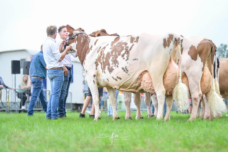 Algemeen kampioene Irma 68 produceerde al royaal meer dan 100.000 kg melk (foto: Fleur Maartje Bakker)