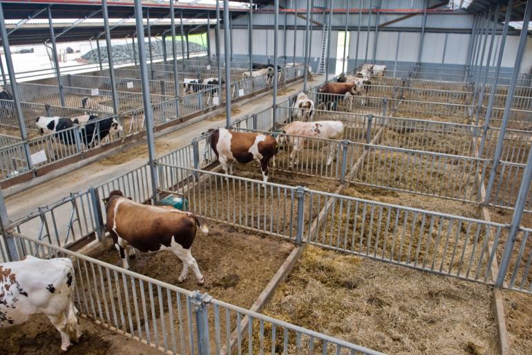 Stieren van AI Total zullen voor de winning van sperma gestald worden in de productiestallen van KI Samen