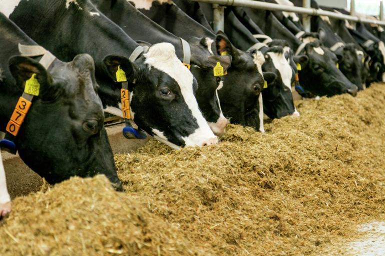 Ruminants-koeien-eten-zomertips.jpg