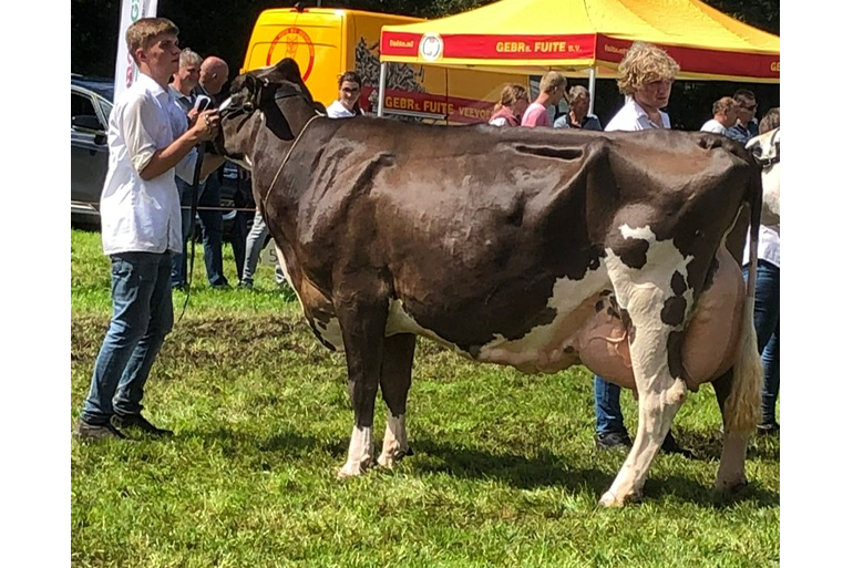 De vijf keer gekalfde Berninidochter Dompe Rozalien 3032 won In Oldebroek het algemeen kampioenschap (foto: Auke Landman)