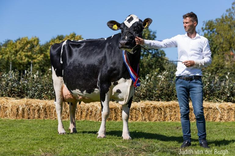 De vijf keer gekalfde Rika 349 zegevierde in Hellevoetsluis