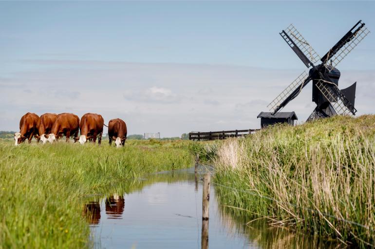 Zowel leverbot als salmonella komen vaker voor op bedrijven in waterrijke gebieden.