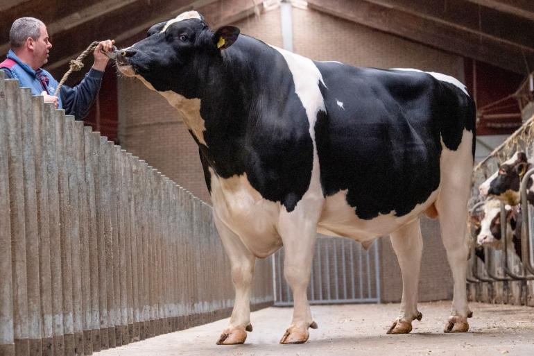 Bij de fokstieren noteert Willem’s-Hoeve Woody met 517 euro de hoogste Inet (foto: Han Hopman)