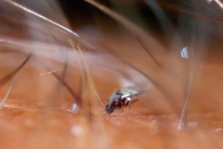 Er is vooralsnog geen vaccin voor deze blauwtongvariant, die door knutten wordt overgedragen