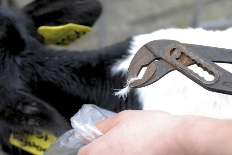 In totaal laten in Duitsland inmiddels ruim 2100 bedrijven het dna van hun dieren typeren