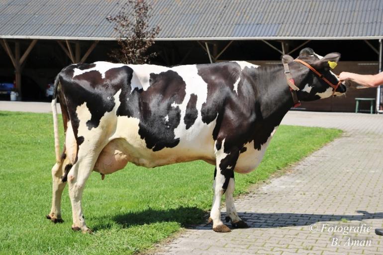 Beeze Calinka van Van der Kamp uit Dalfsen pakte de eerste plaats in de rubriek vijfdekalfskoeien