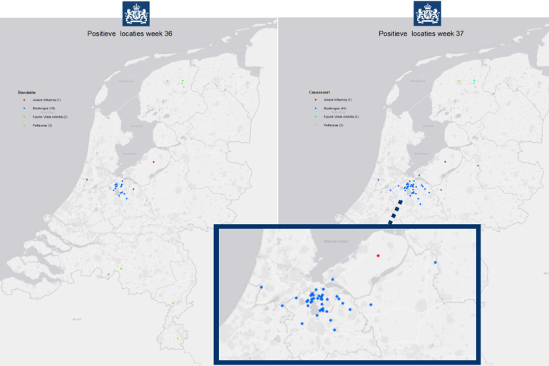 Elk blauw bolletje staat voor een met blauwtong besmet bedrijf, links week 36, rechts week 37. Bron: NVWA