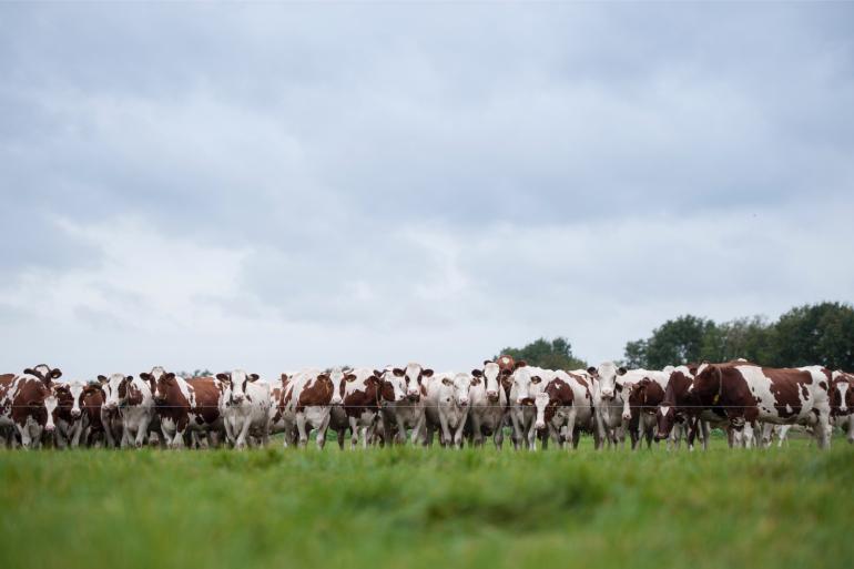 Wordt vee aan de binnenlandse veevoerproductie gekoppeld en wordt er rekening gehouden met de klimaatdoelstellingen van 2030 dan is een krimp van 23 procent van de melkveestapel nodig