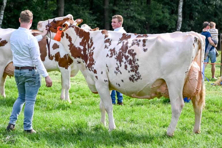 Agentdochter Niemeijer’s Johanna 39 was op de fokveedag Espelo-Holten de sterkste (foto: Henk Lomulder)