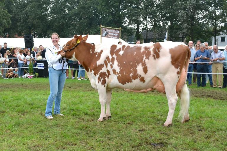 Julia 422 won in Twello de titel bij de oudere koeien en het algemeen kampioenschap roodbont (foto: Martijn van der Boom)