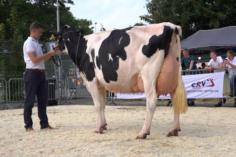 Voor het tweede jaar op rij won Dynamic Horizon (v. Pepper) van Cees de Groot het algemeen kampioenschap in Rijpwetering (foto: Harrie van Leeuwen)