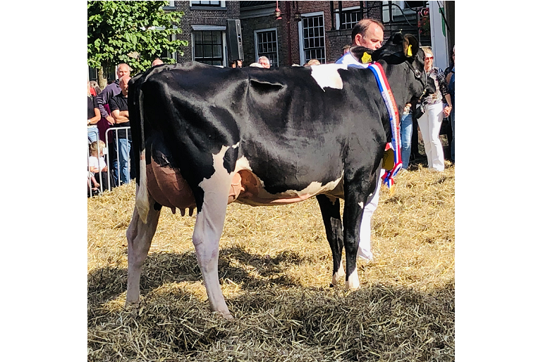 Jacuzzidochter Caudumer Ebony 24 was de sterkste in Workum (foto: Auke Landman)