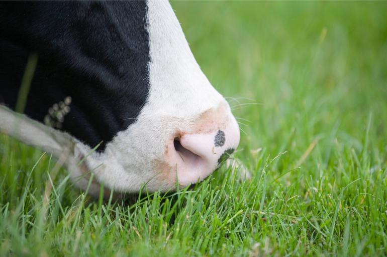 Door het eten van met dioxinen vervuild gras krijgen koeien de schadelijke stoffen binnen en komen dioxinen in melk en vlees terecht