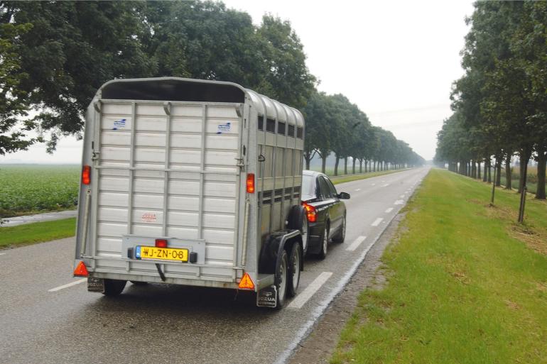 Transport van herkauwers tussen Nederland en België is weer mogelijk