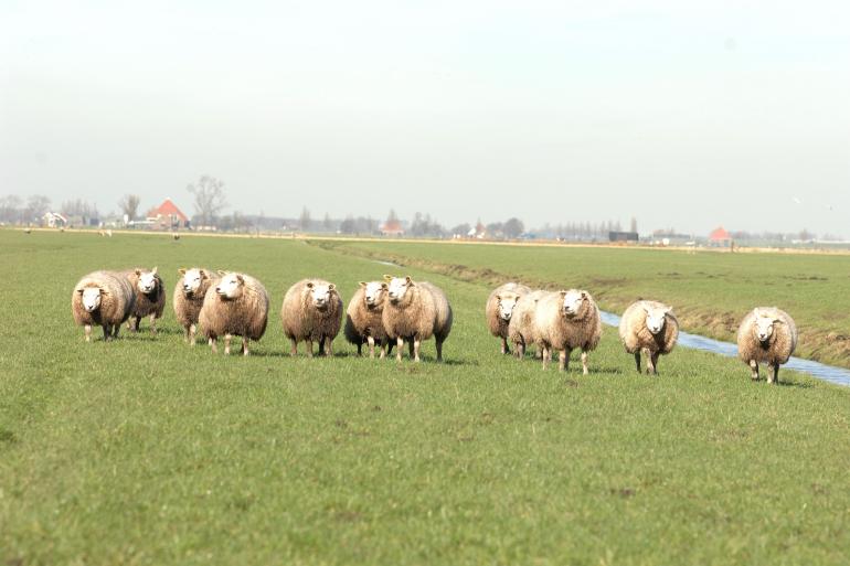 In navolging van Nederland verliest ook België de blauwtongvrije status