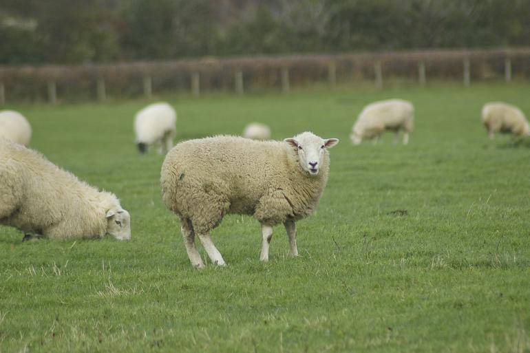 Onder de besmette bedrijven zijn het vooral de schapen die slachtoffer worden van het blauwtongvirus