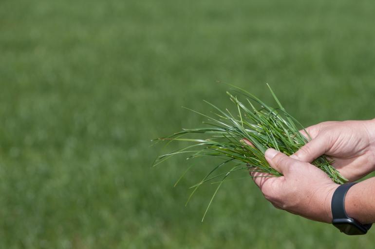 Uit bijna 1400 grasmonsters is het jaarlijkse verloop van de voederwaarde van gras opgemaakt