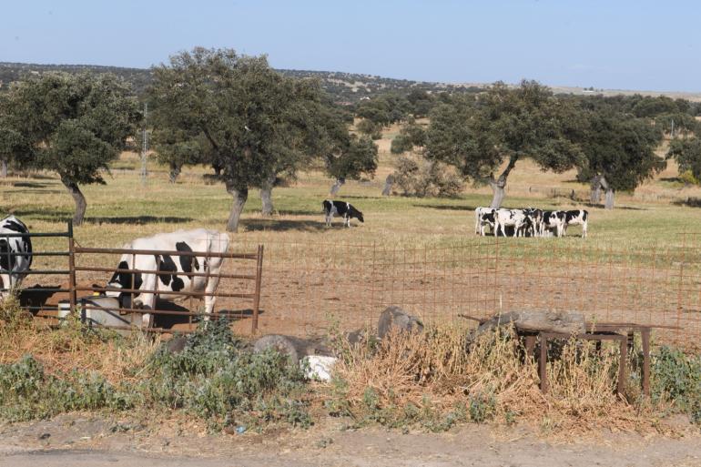 Afgelopen najaar werd EHD voor het eerst in Europa vastgesteld bij runderen op de Italiaanse eilanden Sardinië en Sicilië, in Spanje en in Portugal