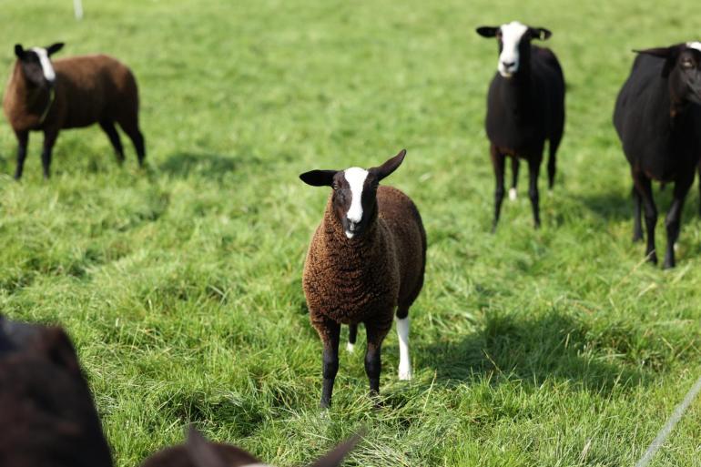 De blauwtongvirusvariant die door Nederland waant is een die genetisch afwijkt van serotype 3 varianten uit andere landen