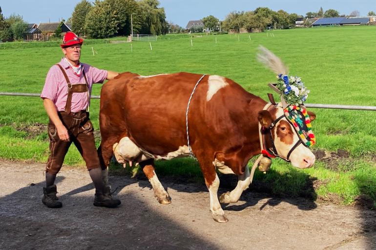 De fleckviehkoeien zijn vrij makkelijk en rustig en keken niet op van de versiersels, foto: Anja Meester 