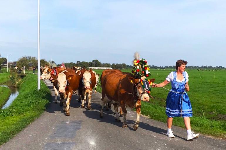 De koeien liepen versierd met mooie kopstukken en zelfgemaakte bloementooien van de wei naar stal, foto: Anja Meester