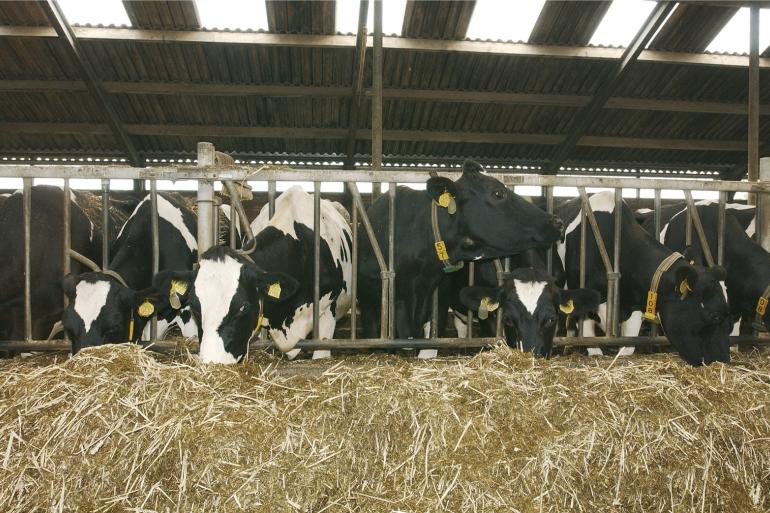 Door het grote kation-anionverschil in de voorjaarskuilen van dit jaar bestaat er een hoger risico op melkziekte als deze kuilen worden gevoerd aan droge koeien