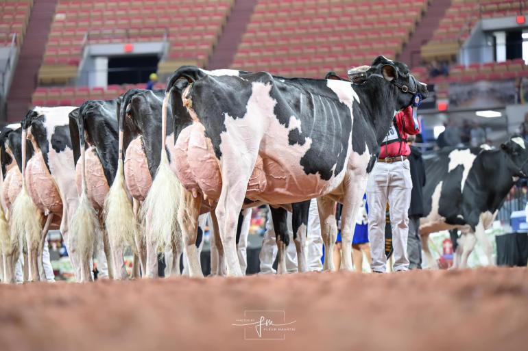 Bij de jonge koeien eiste de inmiddels vierjarige Glenirvine Unix Sally de titel op (foto: Fleur Maartje Bakker)