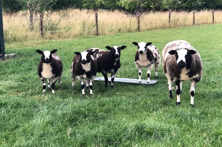 Het opstallen van runderen en schapen kan bijdragen aan het verlagen van het risico op het oplopen van blauwtong