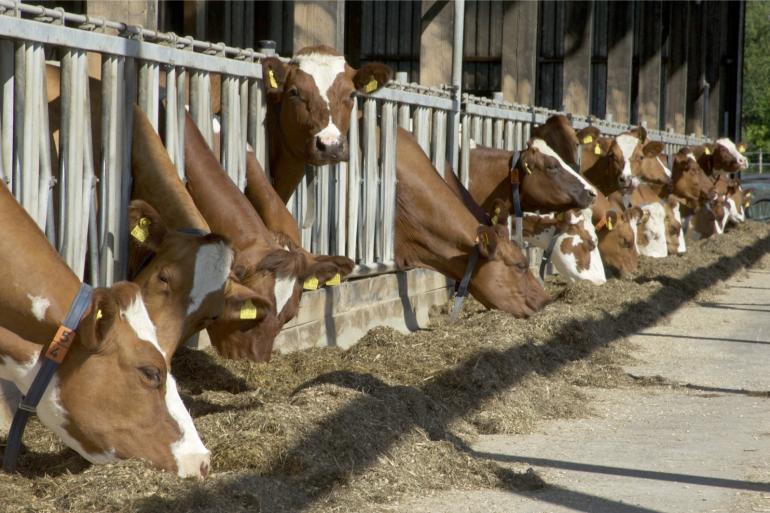 Koeien in de tweede helft van de lactatie hebben minder eiwit nodig