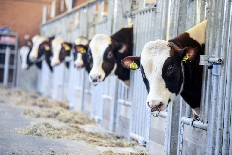 Als gevolg van de nieuwe rekenmethode stijgt de betrouwbaarheid van genoomfokwaarden van jonge stieren en vrouwelijke dieren met gemiddeld 11 procent