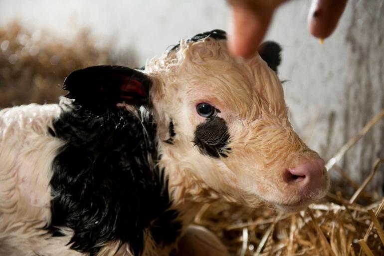 Voorkomen dat jonge dieren besmet raken is de enige manier om para-tbc tegen te gaan