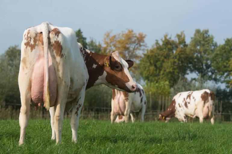 De fosfaatuitstoot valt in het derde kwartaal hoger uit door een hoger fosforgehalte in vers gras