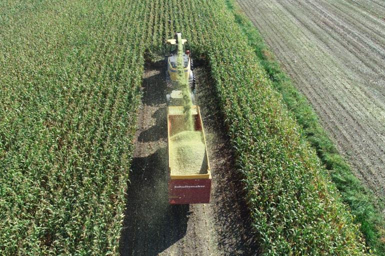 De oogst van de mais was in sommige regio's uitdagend vanwege de vele regenval