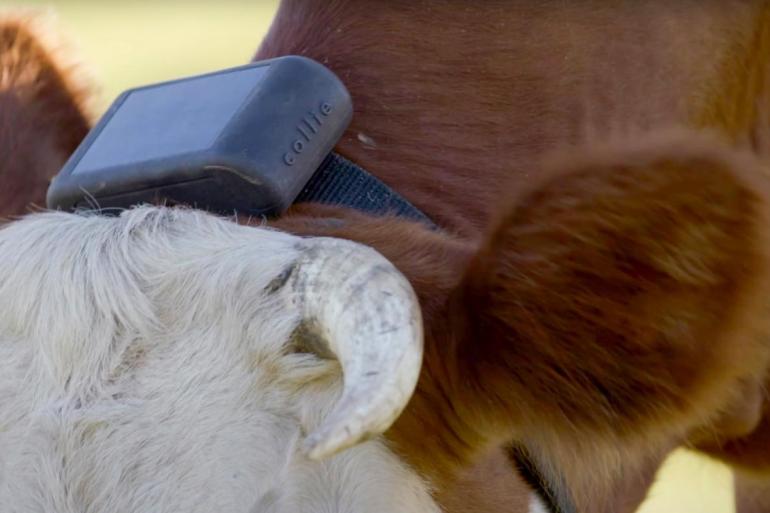 Een transponder communiceert via pieptonen en vibraties met de koe