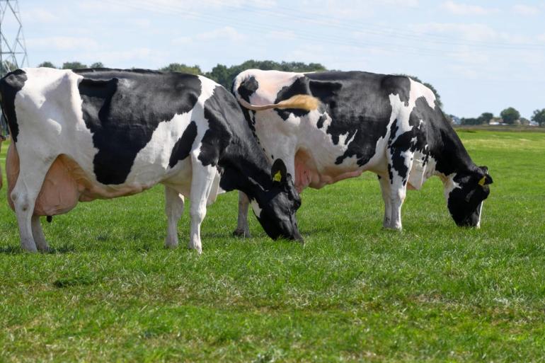 In Nederland komen vier lactaties en een levensproductie van 40.000 kg melk bij afvoer in zicht