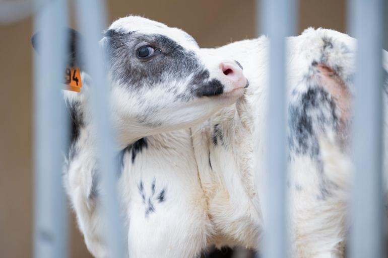 Het gebruik van vleesstieren voor de gebruikskruising is explosief gestegen in Denemarken