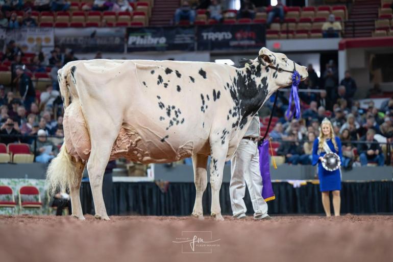 Erbacres Shakira, hier gefotografeerd in Madison, wint het algemeen kampioenschap in Toronto (foto: Fleur Maartje Bakker)