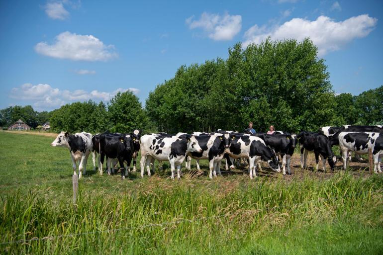 Runderen die besmet zijn met blauwtong bouwen een goede immuniteit op