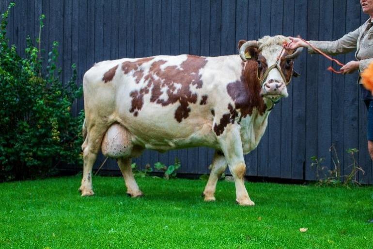 Bij de oudere koeien die nog geen honderd ton melk hebben geproduceerd was de eerste plaats voor mrij-koe Els 25